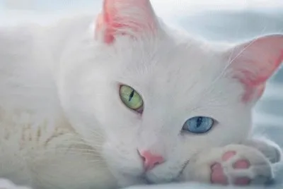 - gato lindo!