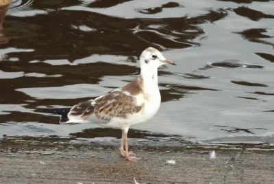 Juvenile Black-headed Gull