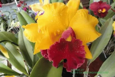 orquidea