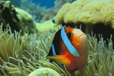 Nemo