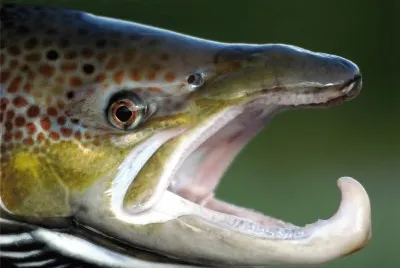 SALMÃ“N EN EL RÃO