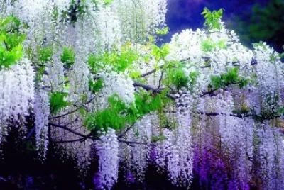 fleurs: glycine