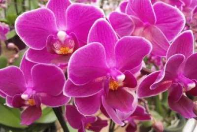 fleurs: orchidÃ©es