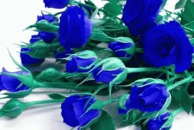 fleurs: roses