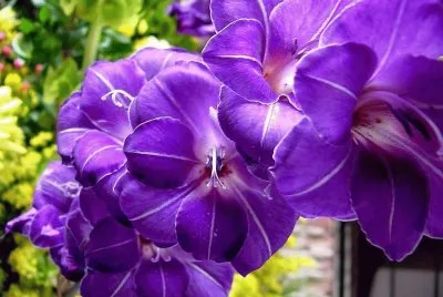 fleurs: glaieuls
