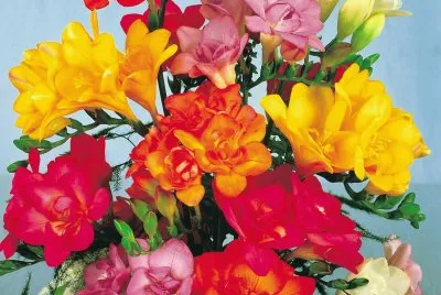 fleurs: