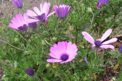 flores