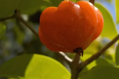Pitanga