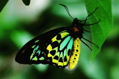 papillon