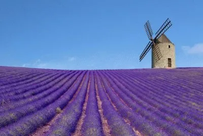 lavanda jigsaw puzzle