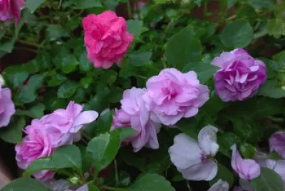 Muchas florcitas