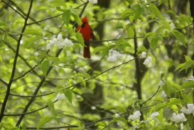 Cardinal in basswood tree