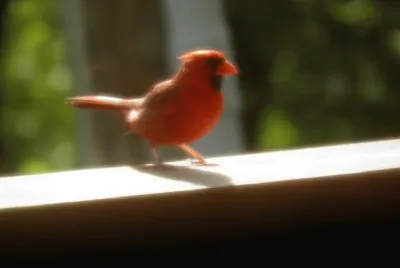 Cardinal
