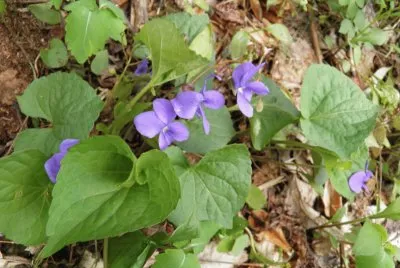 Violets
