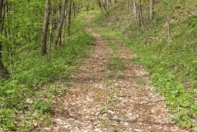 Trail in the woods