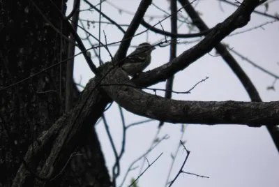 Sparrow