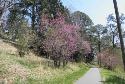 Path at Lake Junaluska