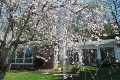 Flowering Tree jigsaw puzzle