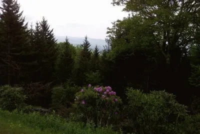 פאזל של Rhododendron Brushy Fork