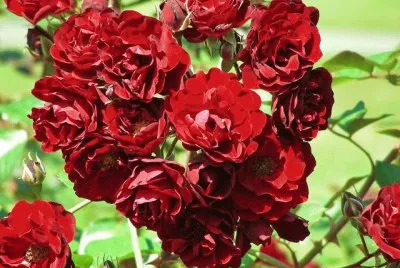 rosas