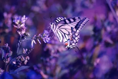 4 jigsaw puzzle