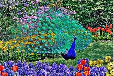 PAVO REAL Y FLORES.