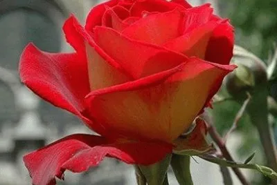 - rosa vermelha