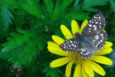 flores y insectos en estas