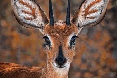 impala