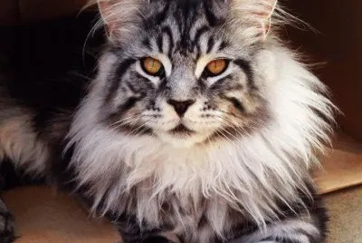 chat
