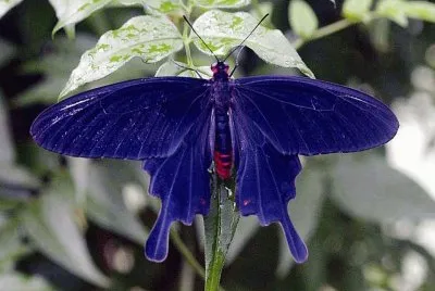 papillon