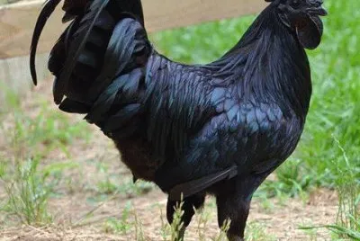 coq