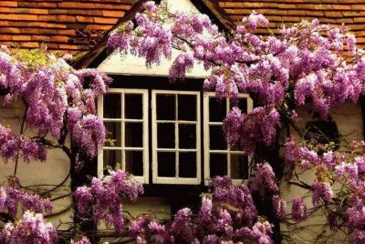 glycine jigsaw puzzle