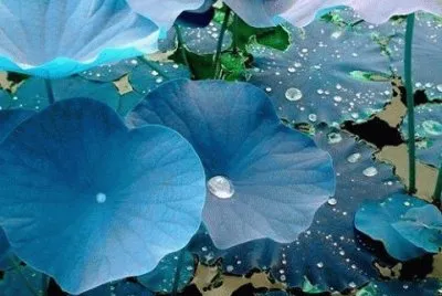 fleurs