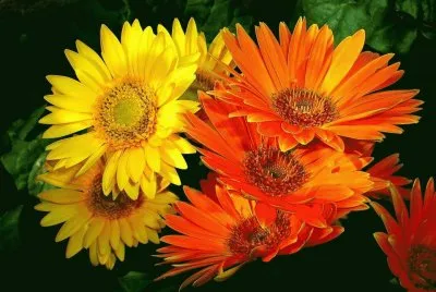 fleurs: gerberas jigsaw puzzle