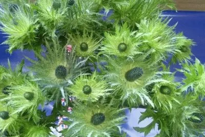 fleurs: chardons jigsaw puzzle
