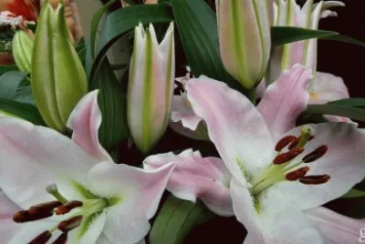 fleurs: lys jigsaw puzzle