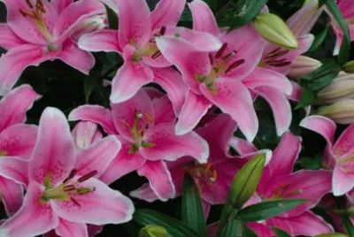 fleurs: lys jigsaw puzzle