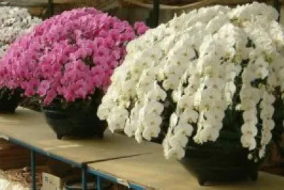 orquÃ­deas