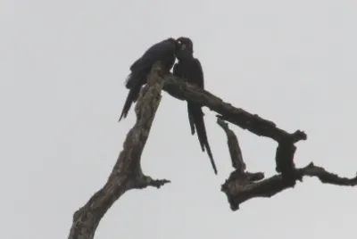 arara azul