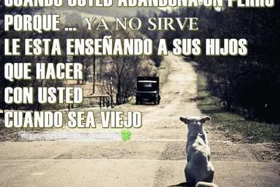 PERRO ABANDONADO.