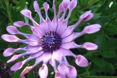 fleur jigsaw puzzle