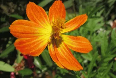 cosmos orange jigsaw puzzle