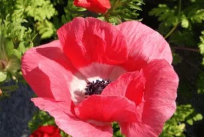 fleur