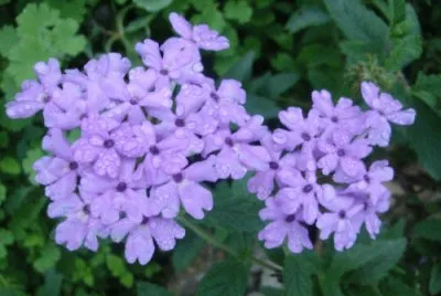fleur