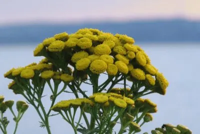 Flowers on the riverbank