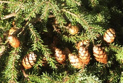 Pinecones
