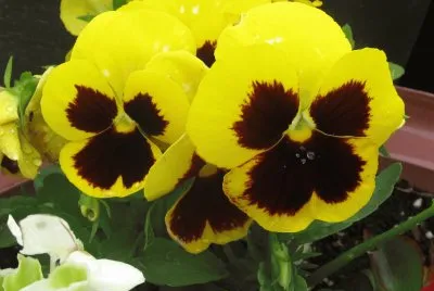 Yellow pansies