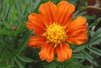 Awesome orange