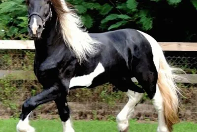 CABALLO.